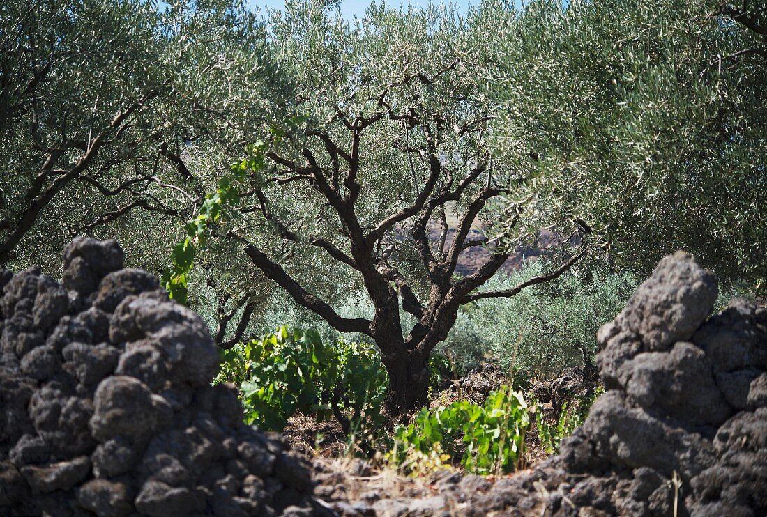 Baum auf Weingut Pietradolce, Sizilien, Italien