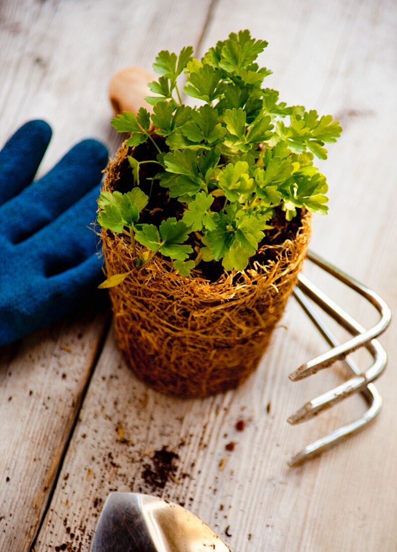 A parsley plant with gardening tools