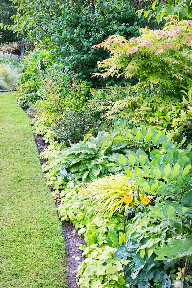 Shrubs and foliage plants next to mown lawn