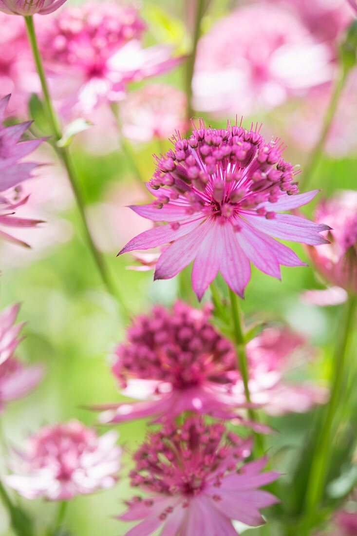 Several pink astrantia flowers
