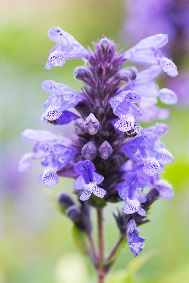 Close-up of Caucasus catmint