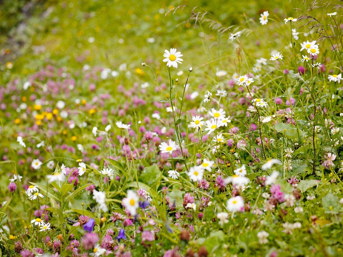 Wild flowers in an alpine meadow, Bernese Oberland, Switzerland