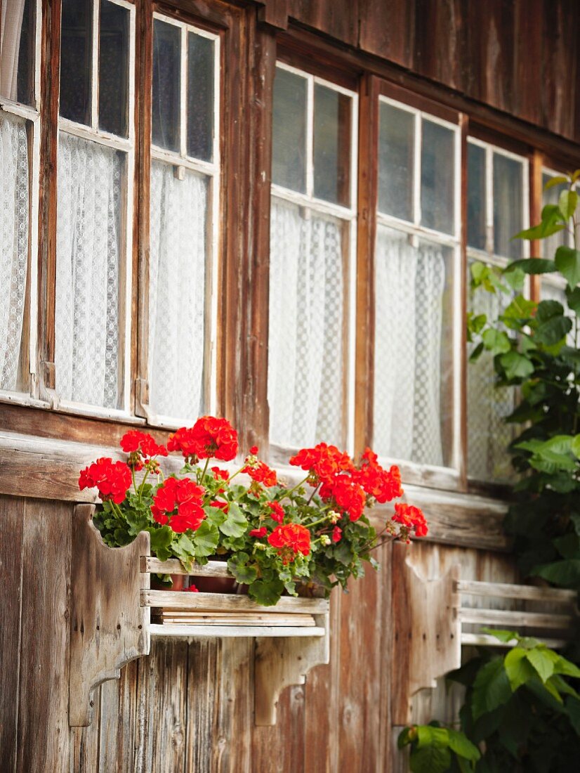 Geraniums outside an alpine hut, Bernese Oberland, Switzerland