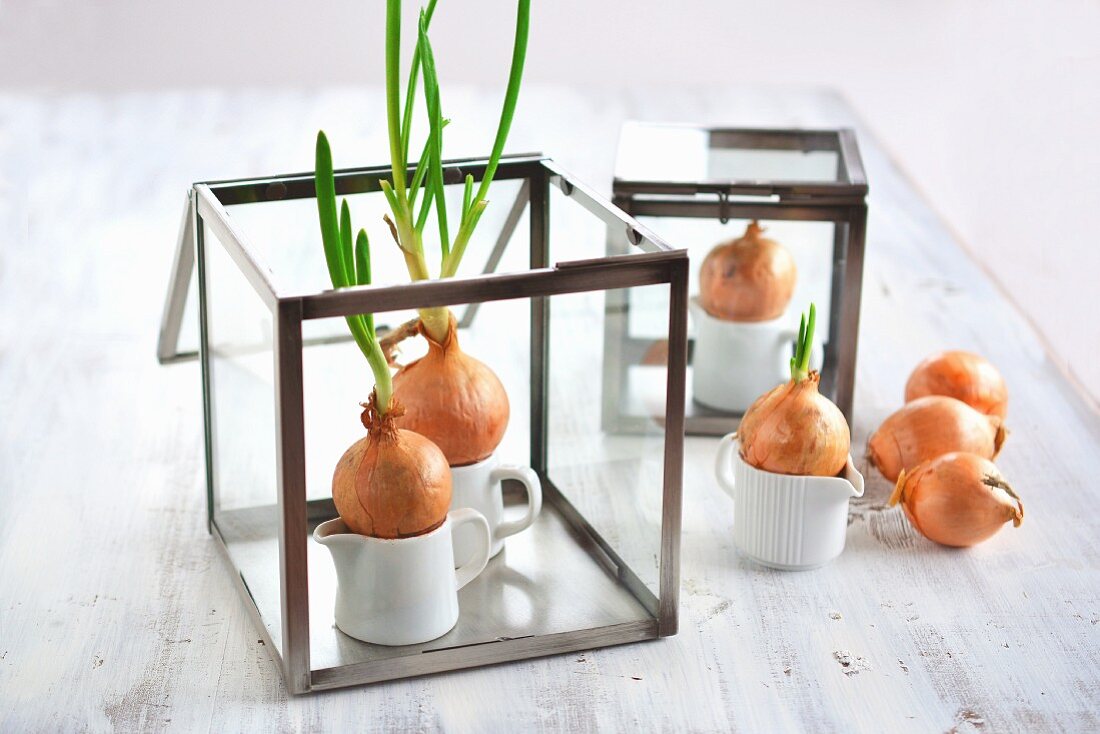 Chives sprouting from onions with no soil just a container of water