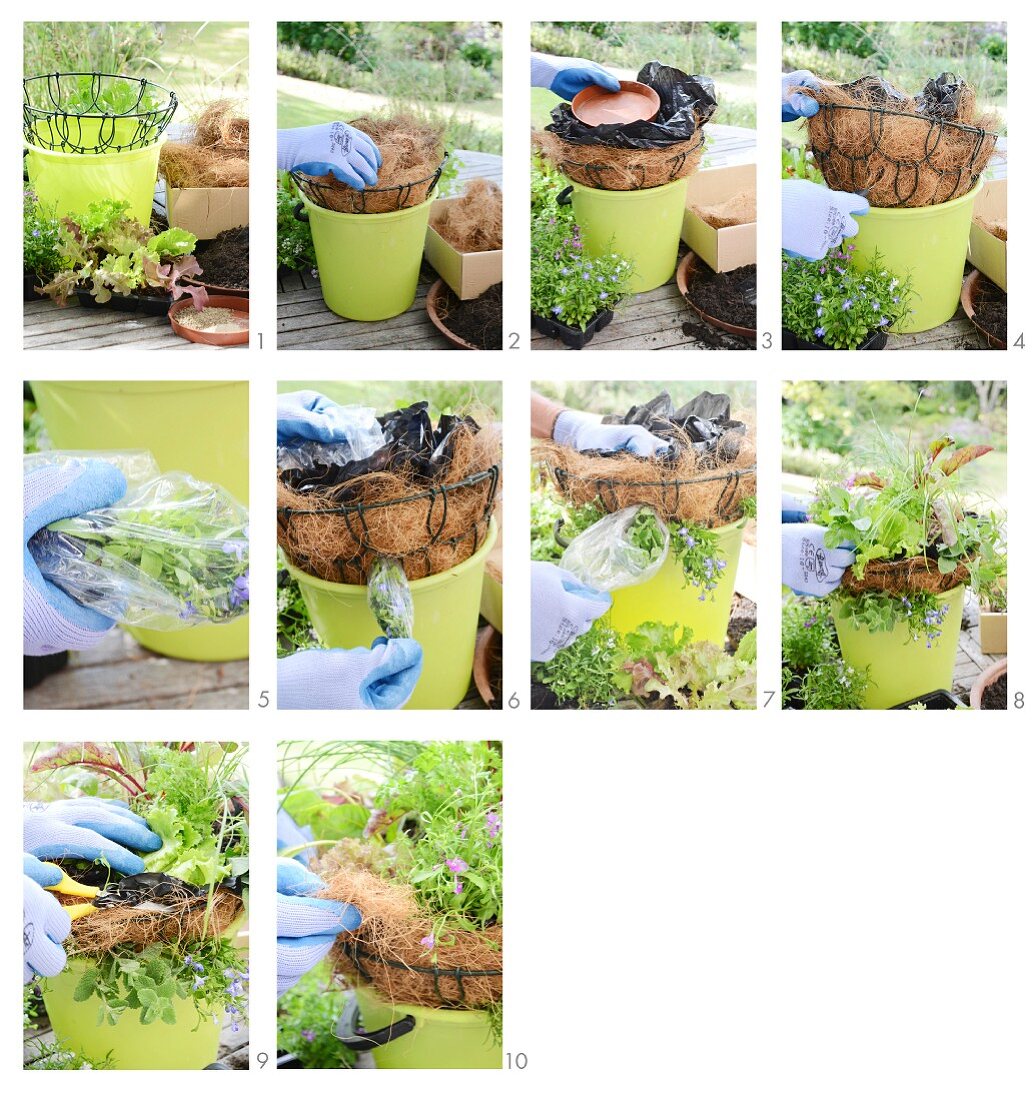 Instructions for lining a hanging basket with coir and planting with various plants