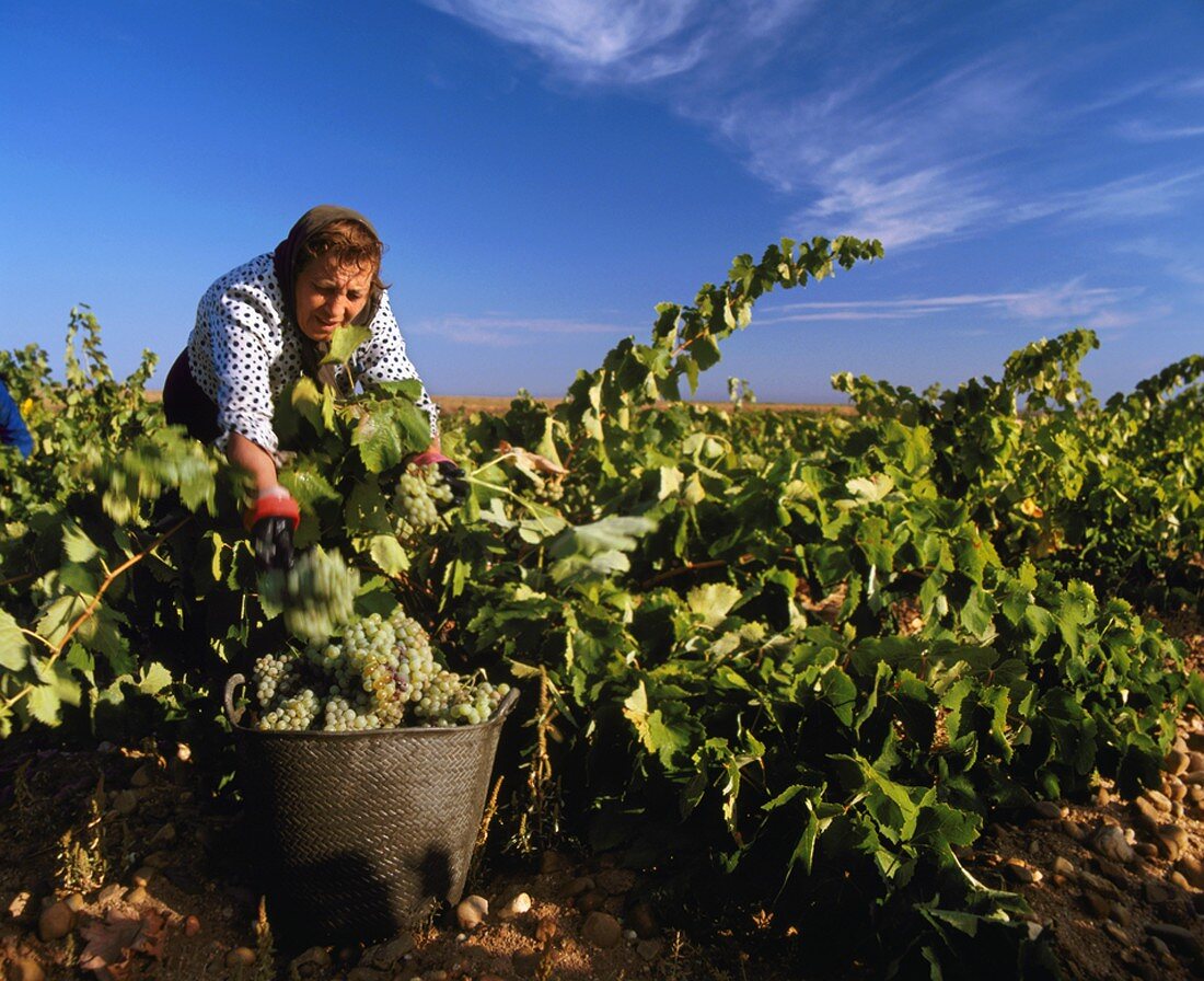Weinbäuerin bei der Lese von Viura-Trauben in Rueda, Spanien