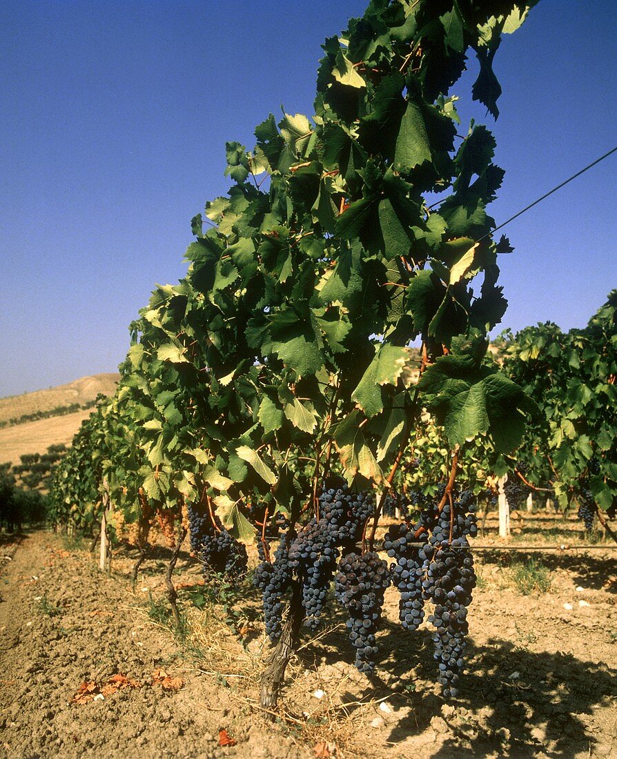 Weinreben in der Gegend von San Severo in Apulien, Süditalien
