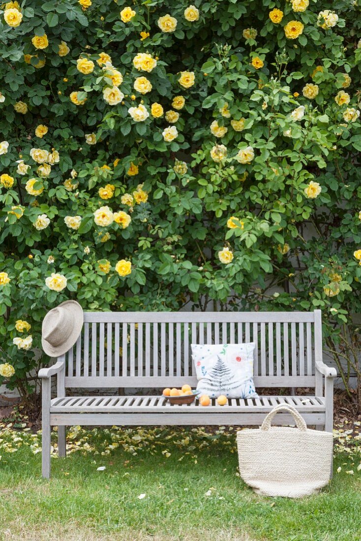Wooden bench in front of yellow-flowering rose bush on house façade in garden