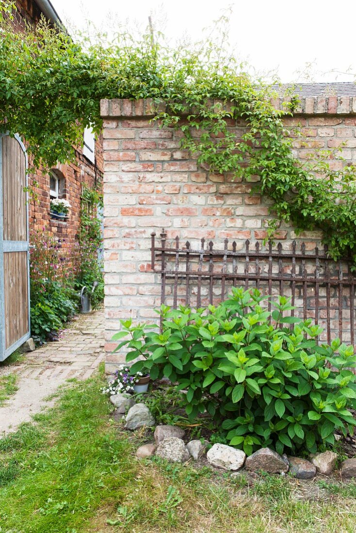 Rusty fence leaning against climber-covered brick wall