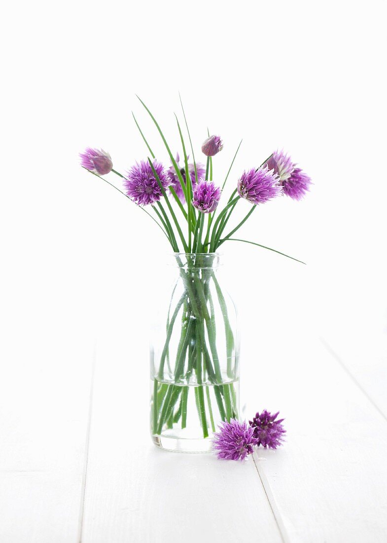 Schnittlauch mit Blüten in einer Vase