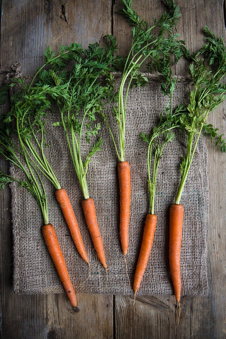 Sechs frisch geerntete Karotten auf Sackleinen (Aufsicht)