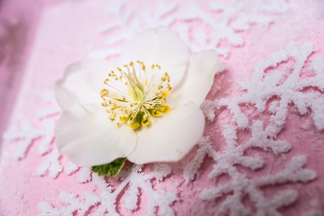 Hellebore flower on top of ornamental snowflake motif
