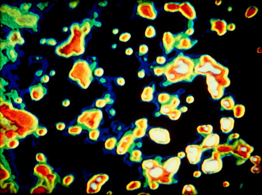 Coloured STEM image of uranium atoms
