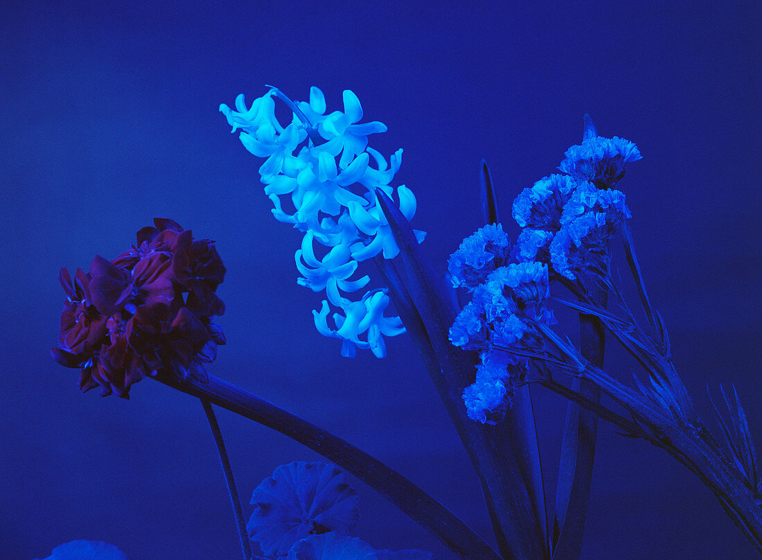 Flowers under blue light