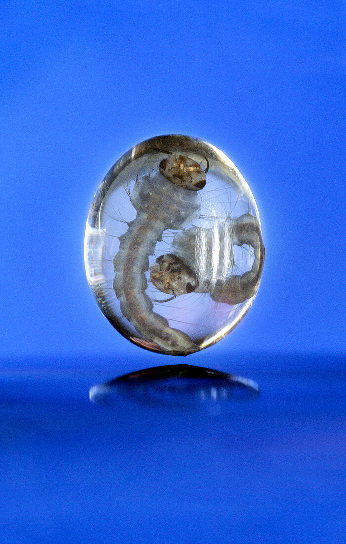 Mosquito larvae in a water droplet