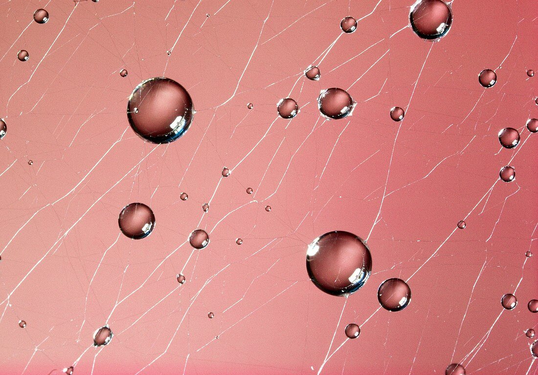 Water droplets on a spider's web