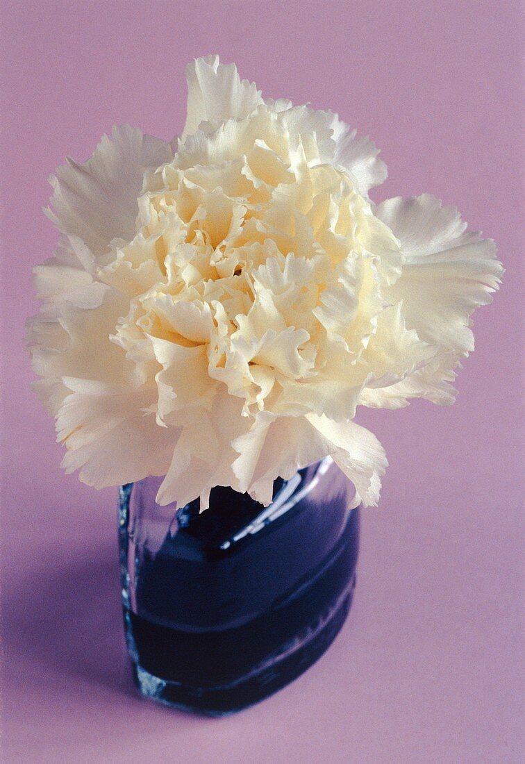 White carnation flower and dye uptake