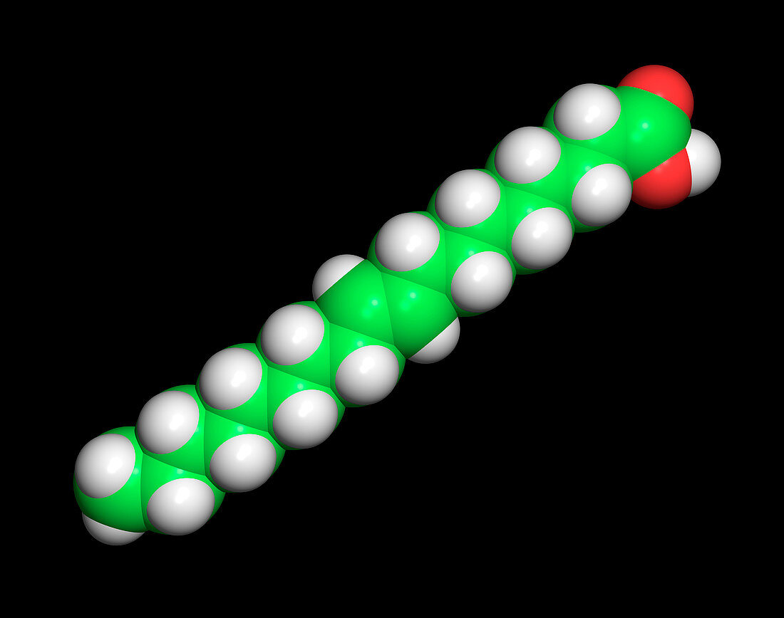 Elaidic acid,computer model