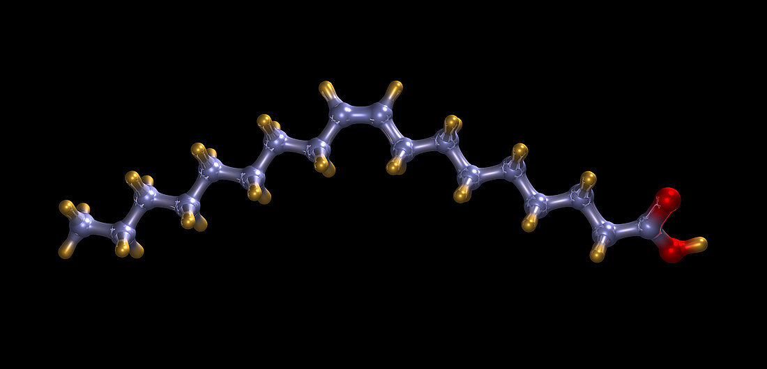 Oleic acid,computer model