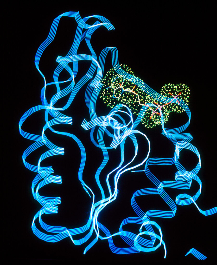 ATP bind site of phospho- glycerate kinase