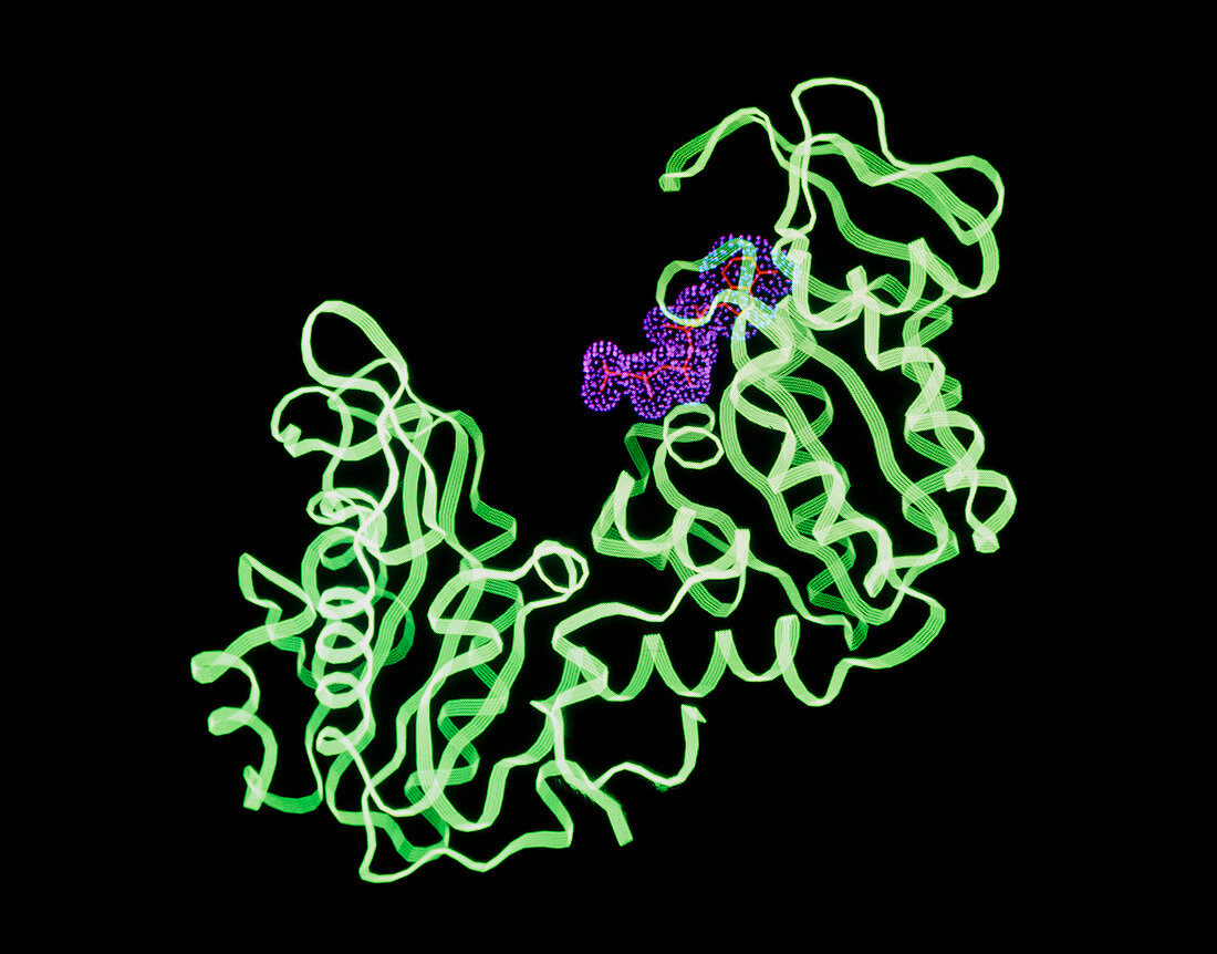 ATP bind site of phosphoglycerate kinase
