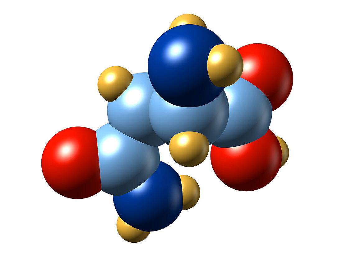 Asparagine,molecular model