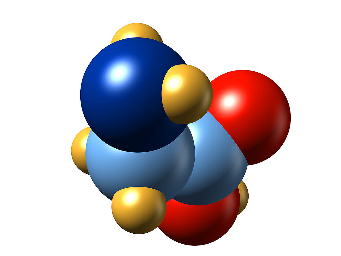 Glycine,molecular model