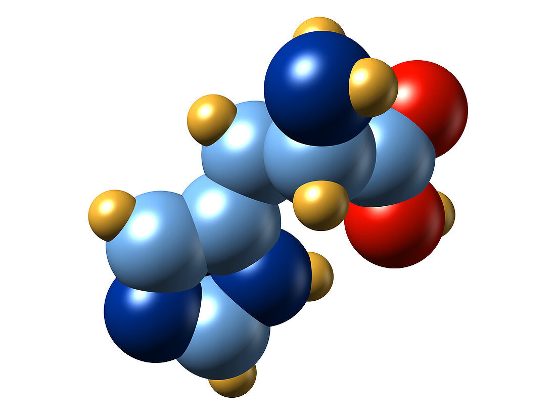 Histidine,molecular model