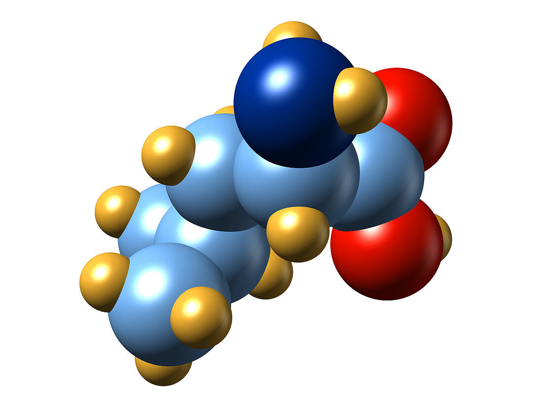 Leucine,molecular model