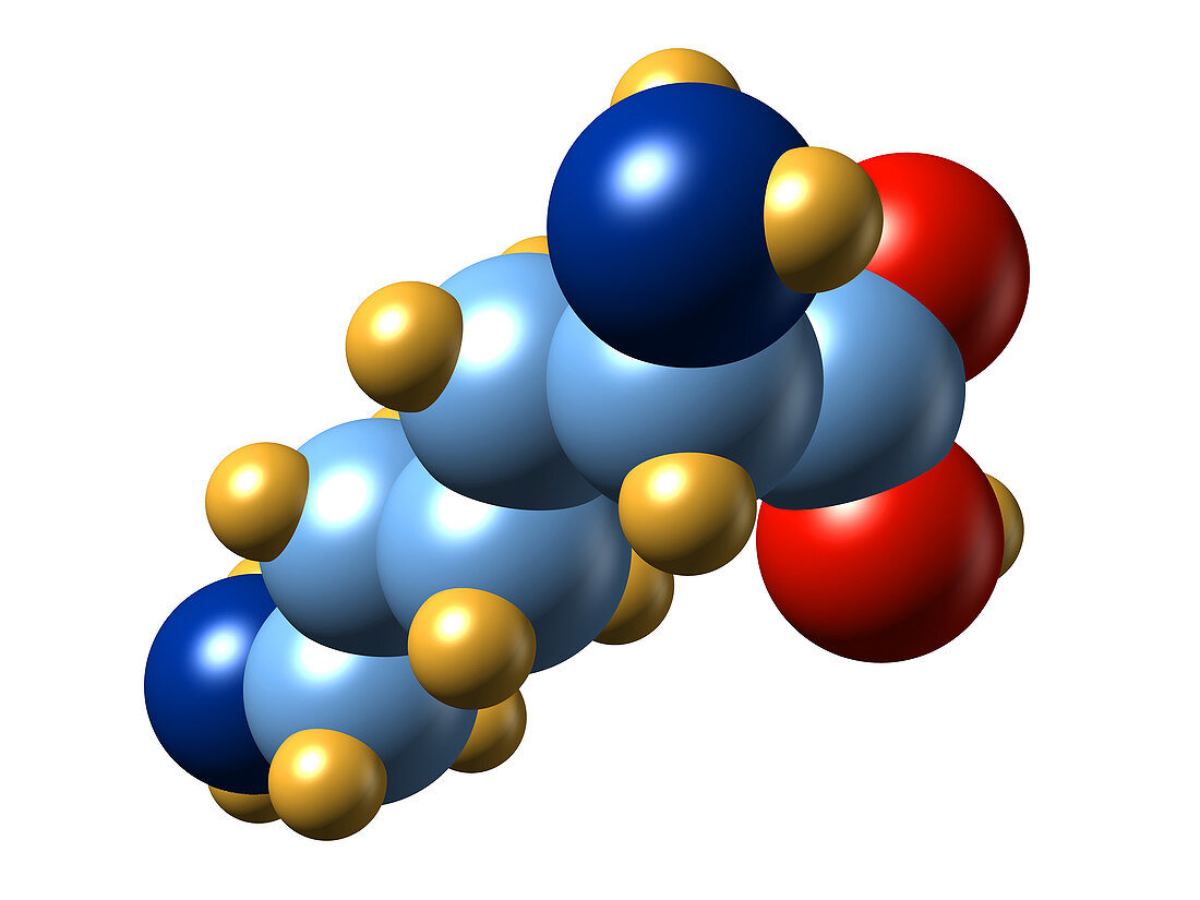 Lysine,molecular model