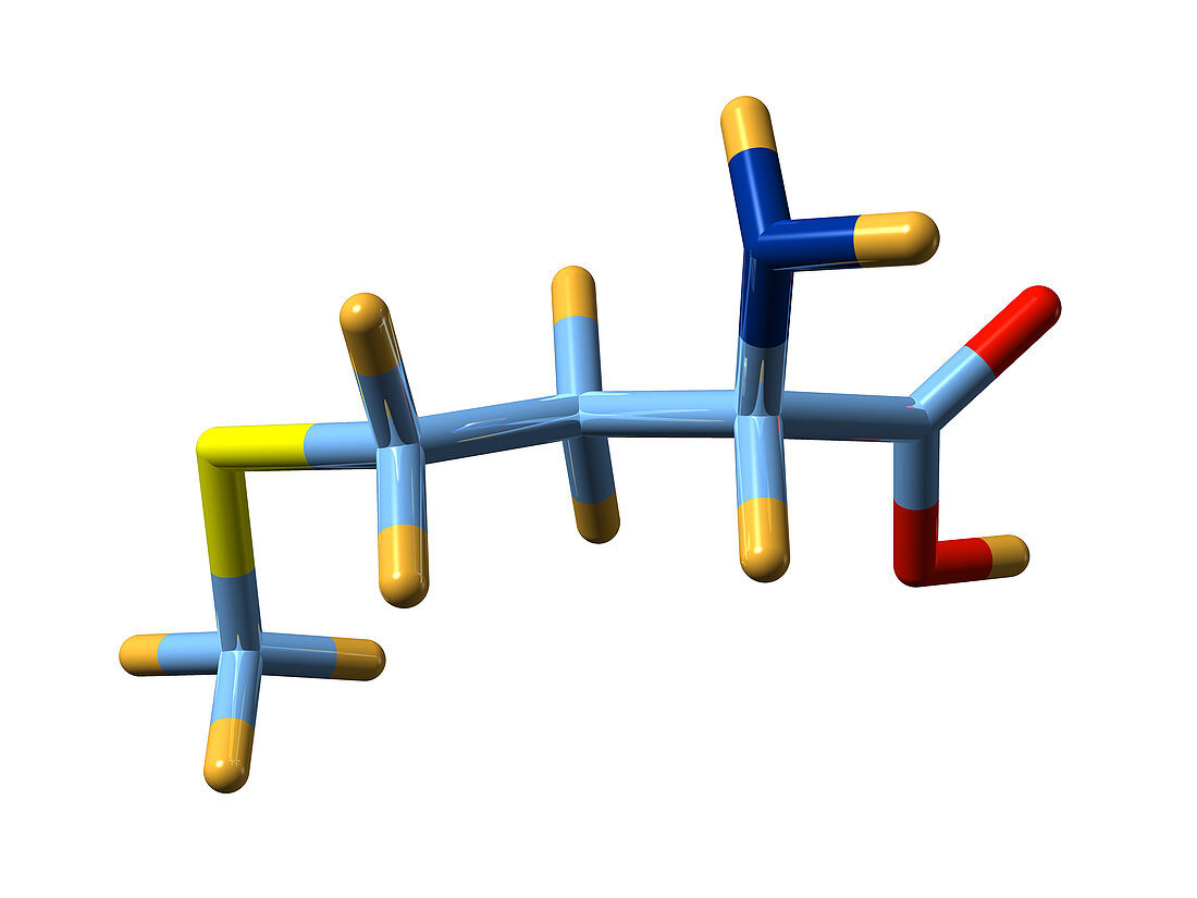 Methionine,molecular model