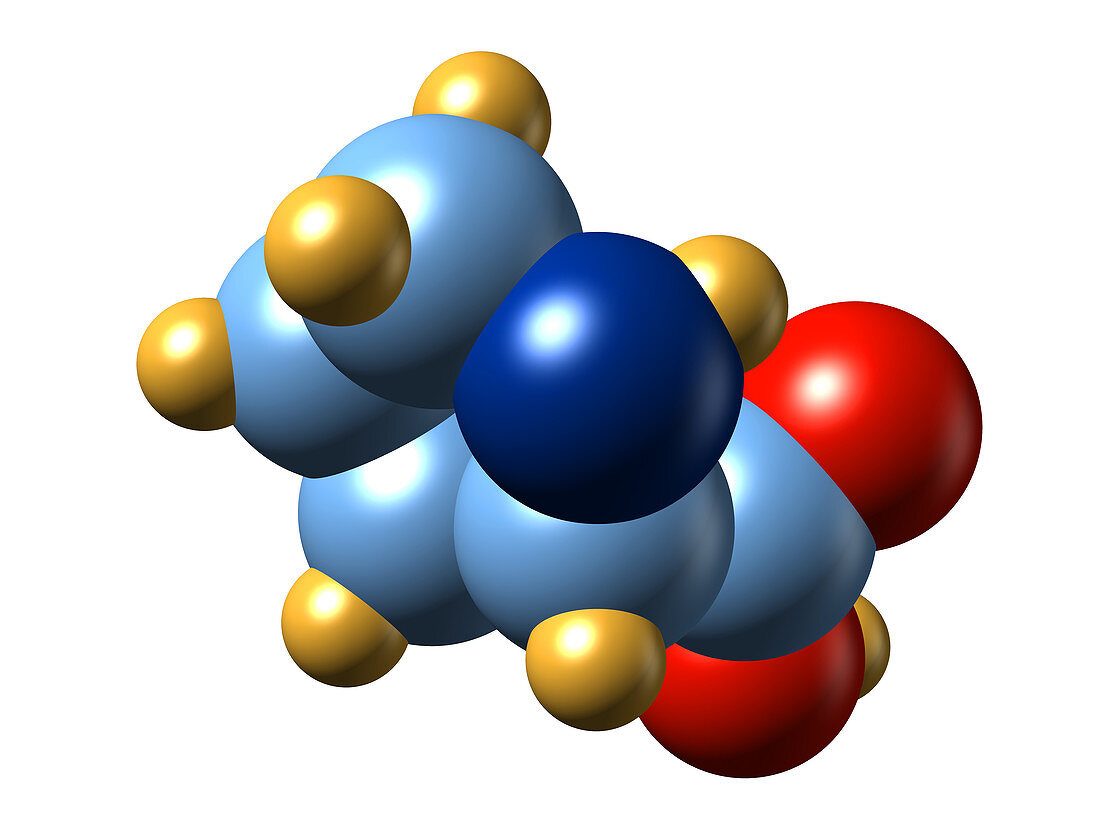 Proline,molecular model