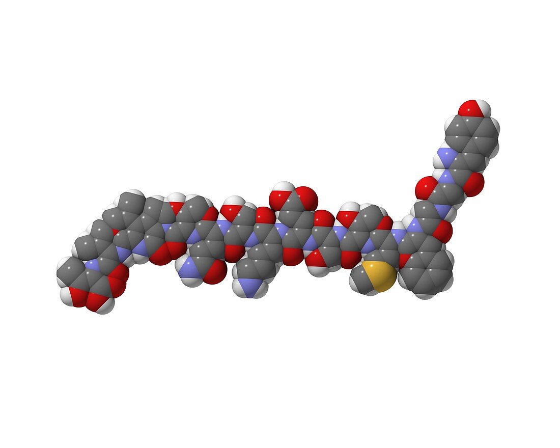 Alpha-endorphin molecule