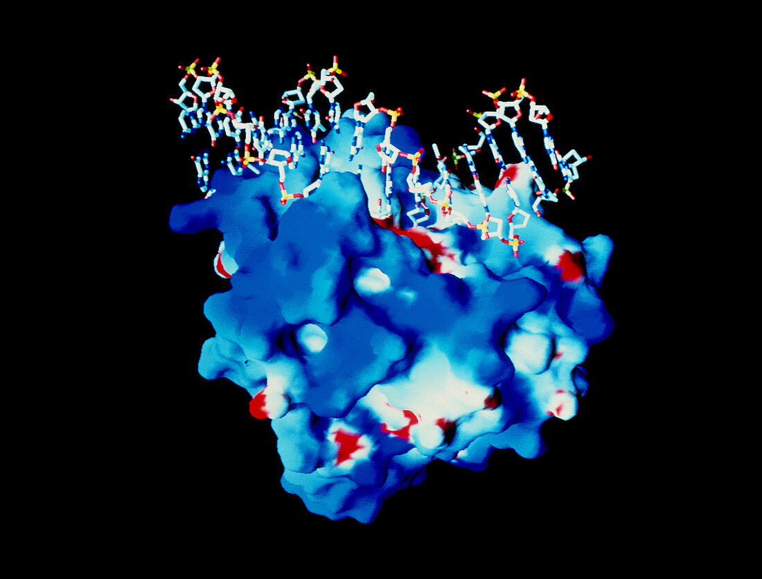 DNA repaired by HAP1 enzyme