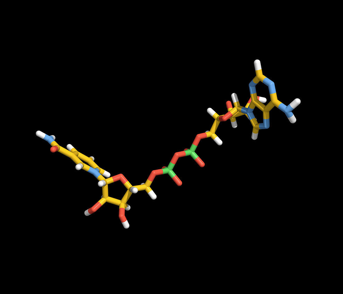 Computer artwork of an NAD molecule