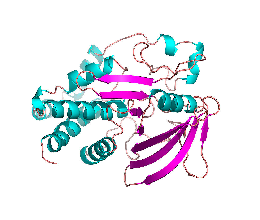 Protein tyrosine phosphatase molecule