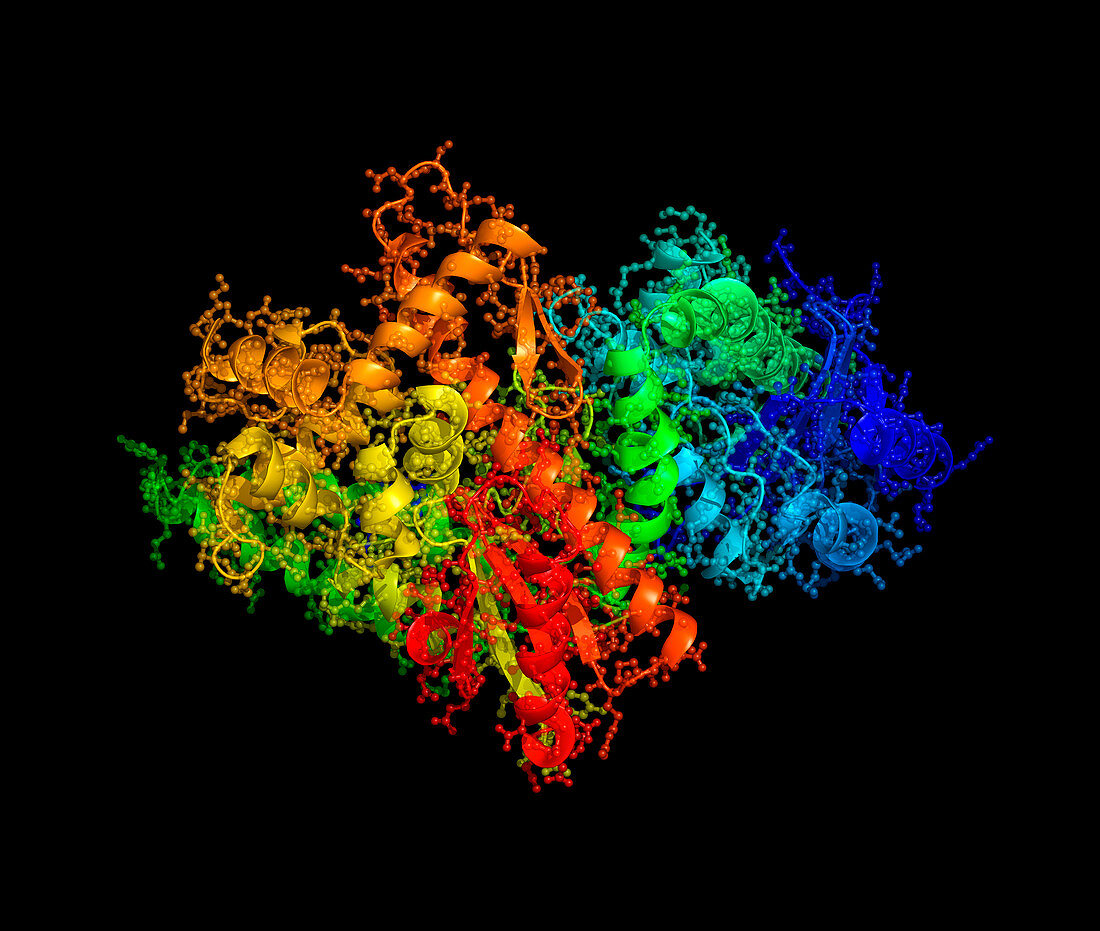 DNA polymerase Klenow fragment