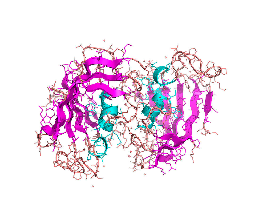 FK506-binding protein molecule