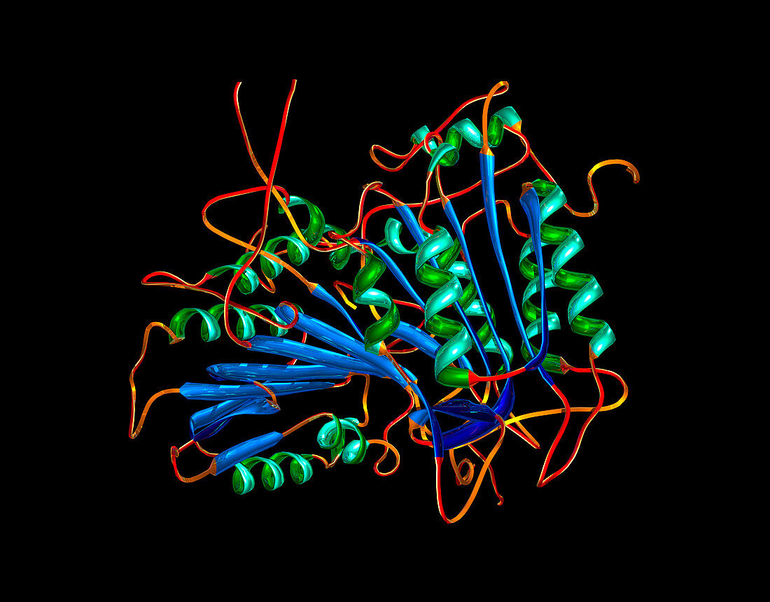 Caspase 1 molecule