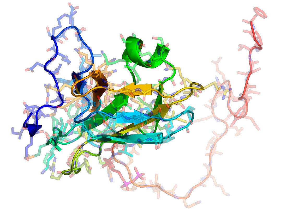 Viral dUTPase enzyme,molecular model