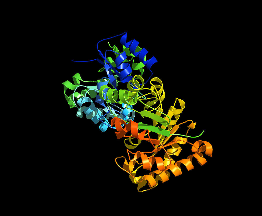 Triose phosphate isomerase molecule