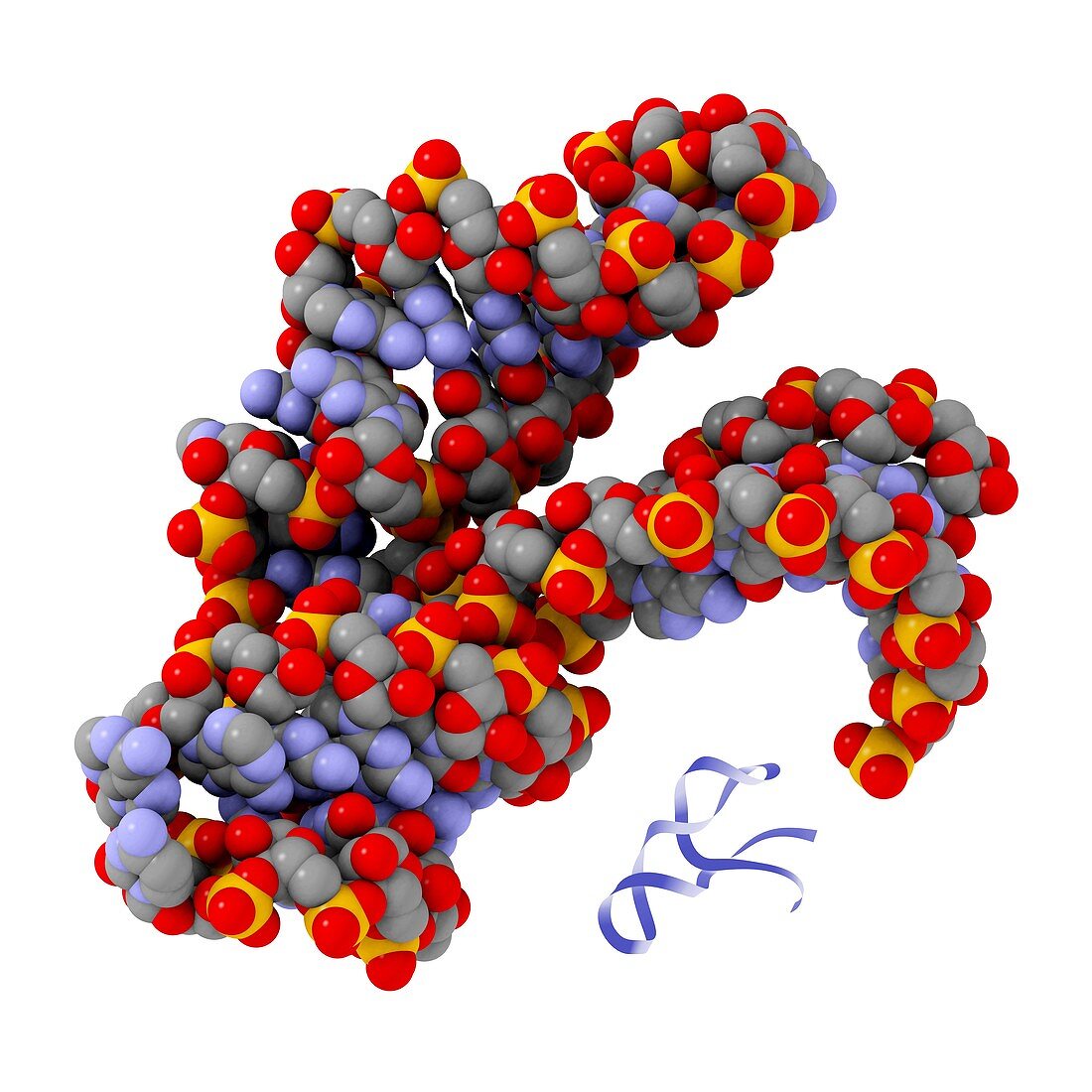 Hammerhead ribozyme molecule
