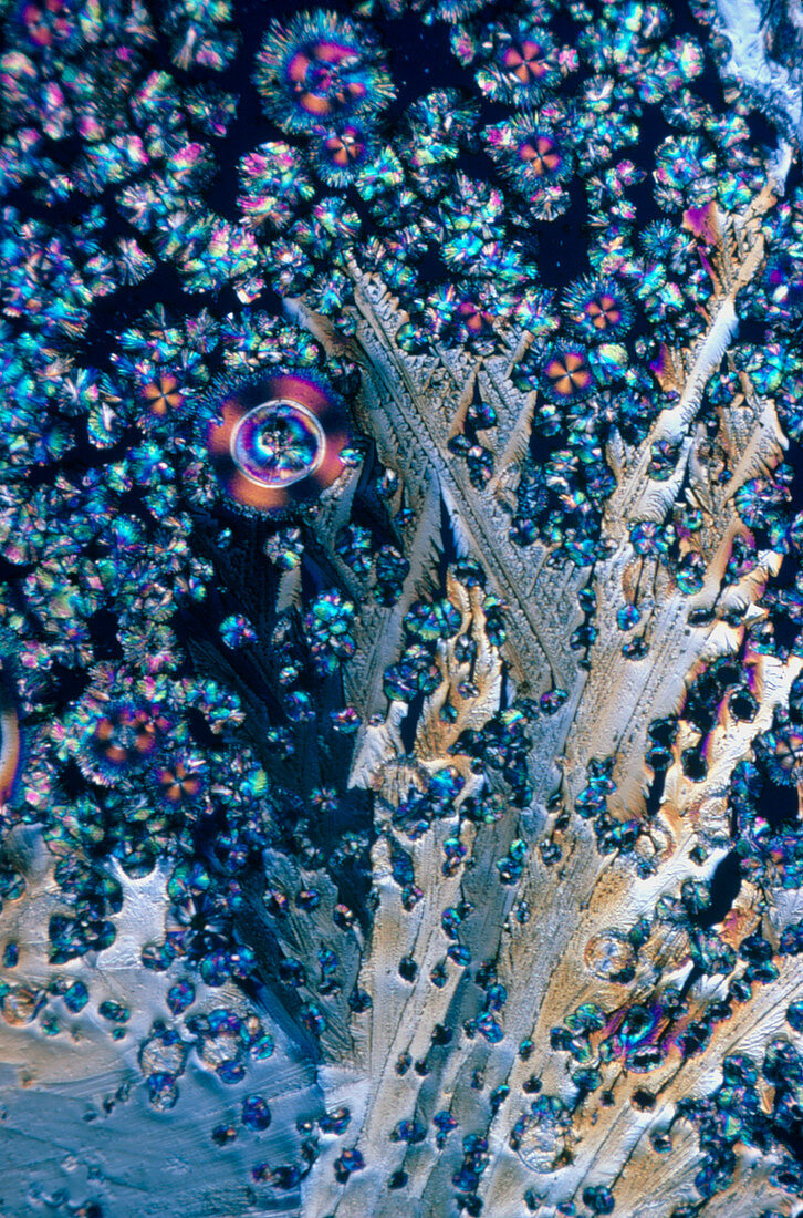 Asparagine crystals