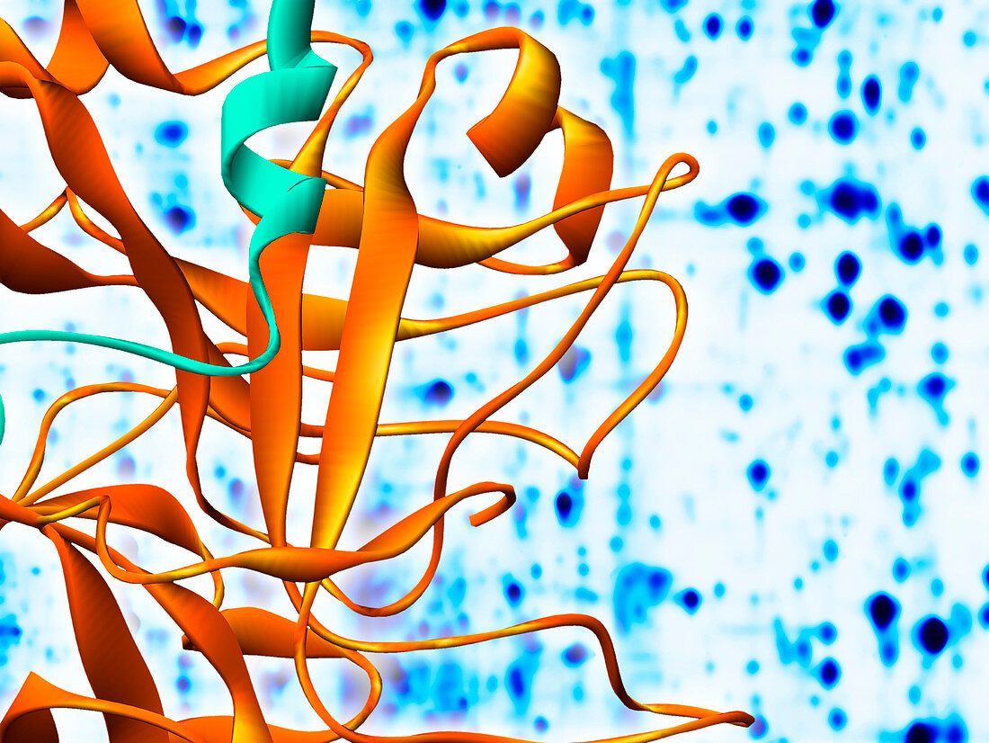 Thrombin protein