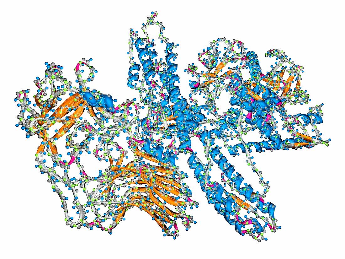 Botulinum toxin