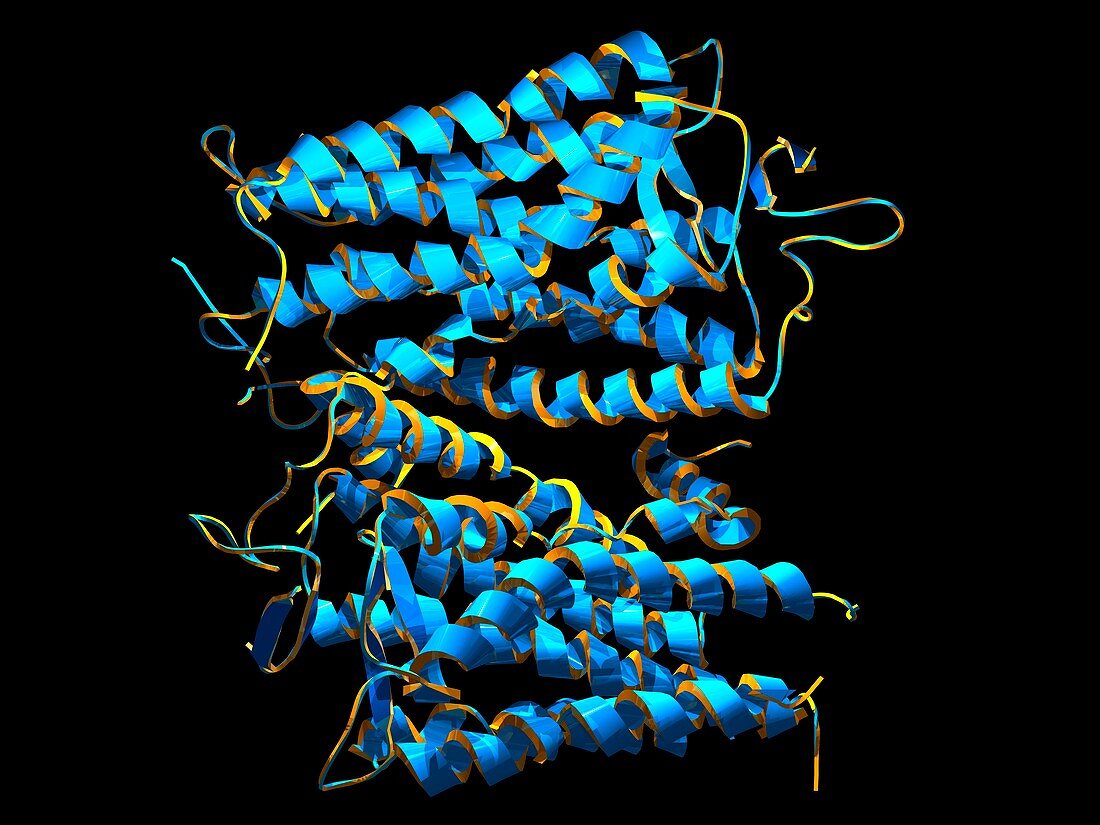 Rhodopsin protein molecule