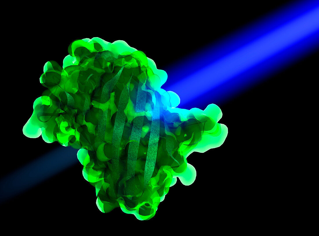 Green fluorescent protein