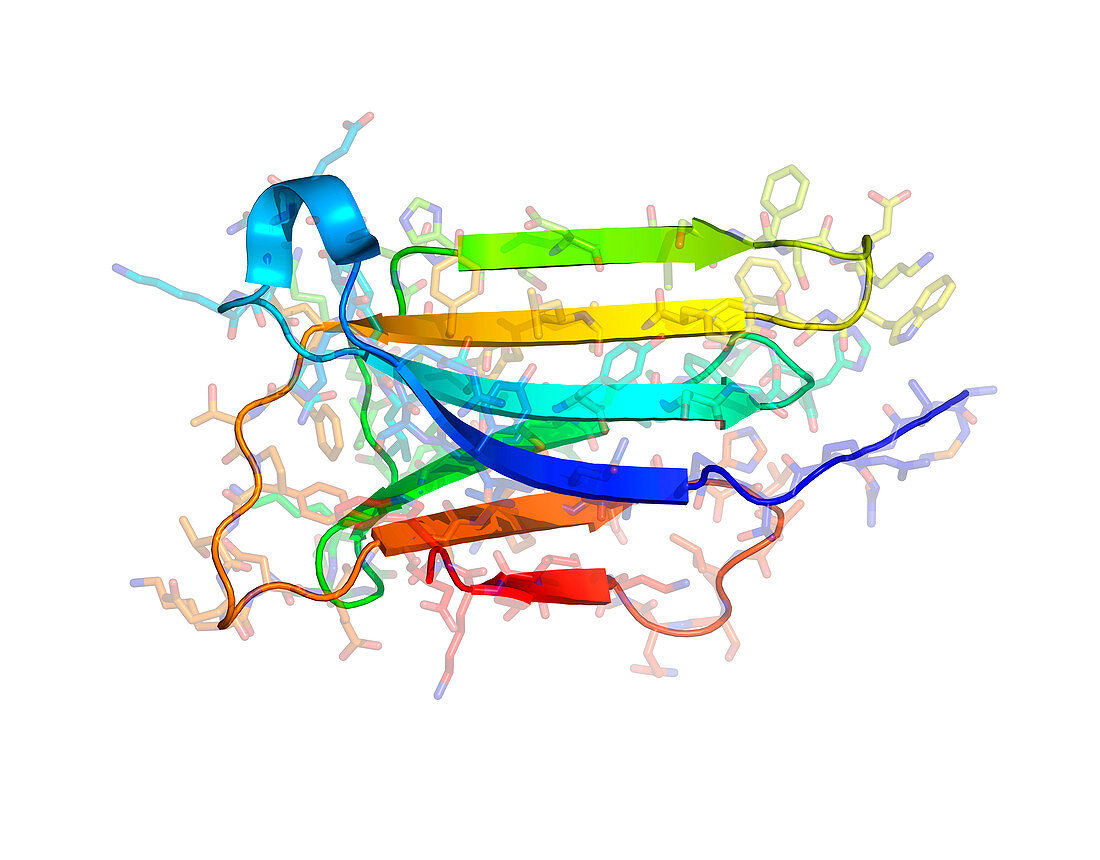 Microglobulin protein,molecular model