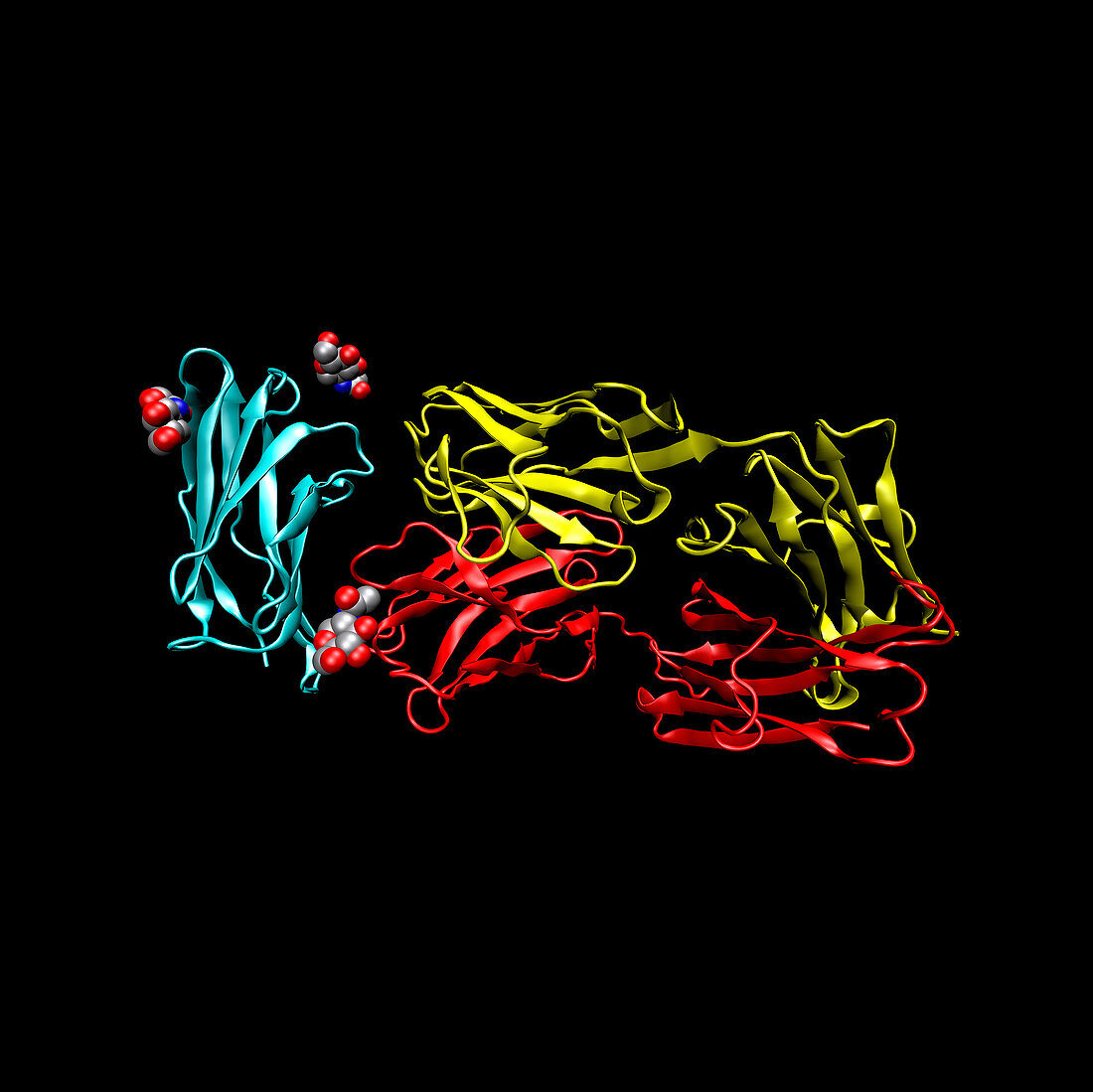 TGN1412 drug molecule