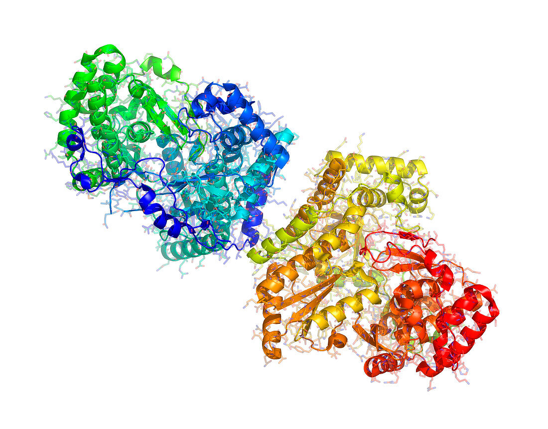 Hepatitis C virus RNA polymerase enzyme